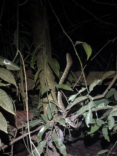 Australian Scrub Python sighting