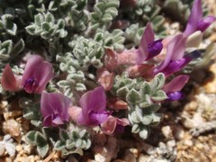 Astragalus purshii