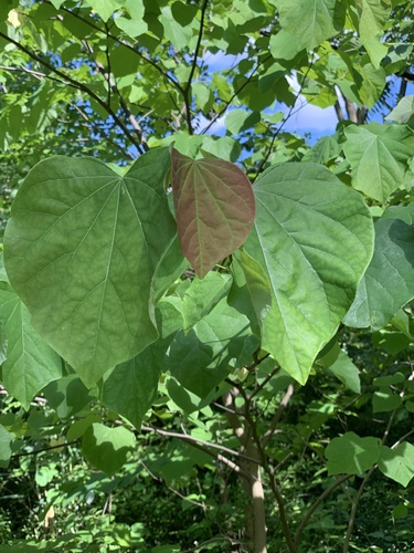 Another photo of Eastern Redbud