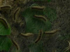 Thaumetopoea processionea