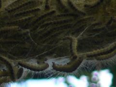 Thaumetopoea processionea