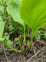 Trillium petiolatum