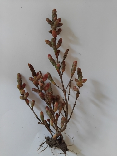 Image of Salicornia europaea by (c) Owen and Carol Fawcett., some rights reserved (CC BY)