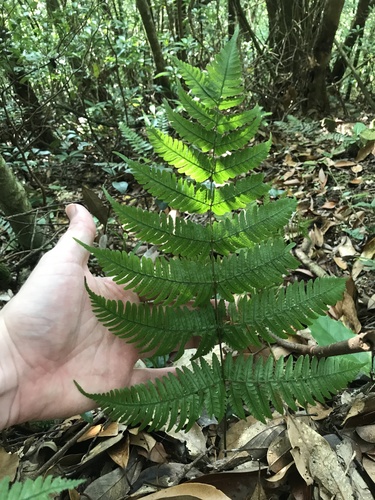 Dryopteris gymnosora iNat (2)