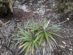 Celmisia spectabilis lanceolata