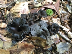 Craterellus venosus