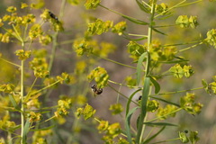 Euphorbia esula tommasiniana