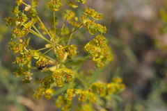 Euphorbia esula tommasiniana