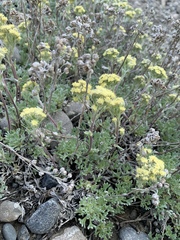 Artemisia glomerata