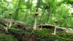 Collybiopsis dichroa