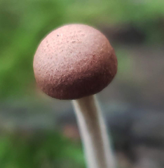 Collybiopsis dichroa