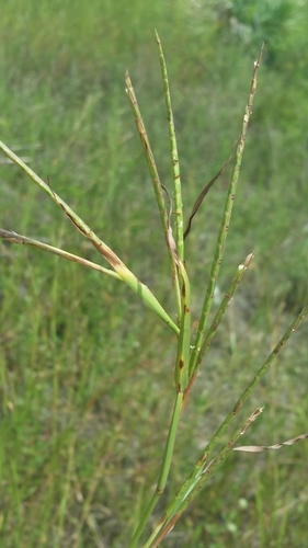 Image of Hemarthria altissima by (c) Jay Horn, some rights reserved (CC BY)