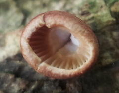 Collybiopsis dichroa