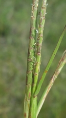 Hemarthria altissima