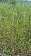 Hemarthria altissima