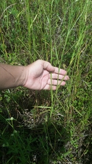 Hemarthria altissima