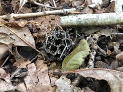 Xylaria liquidambar