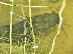 Ictalurus punctatus