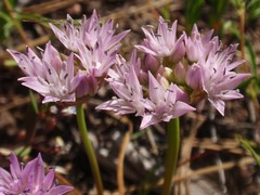 Allium lemmonii