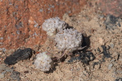Cymbolaena griffithii