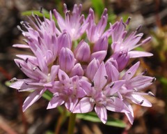 Allium lemmonii