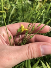 Linum sulcatum