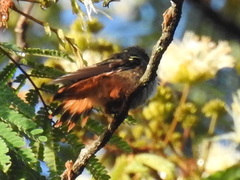 Lophornis adorabilis