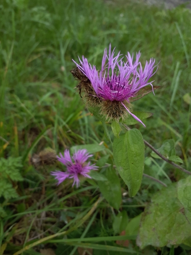 Wig knapweed (Centaurea phrygia)