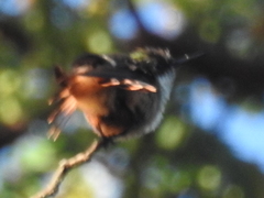 Lophornis adorabilis
