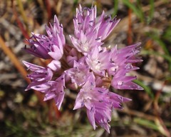 Allium lemmonii