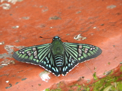 Phocides urania