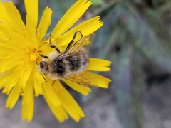 Bombus flavifrons