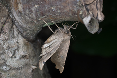 Odontopera bidentata