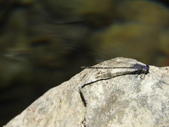 Argia translata
