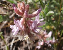 Astragalus andersonii