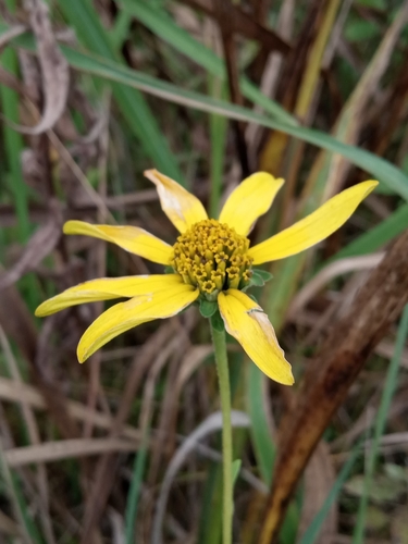 Heliopsis helianthoides