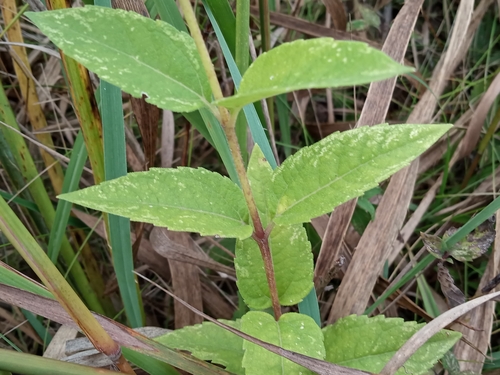 Heliopsis helianthoides