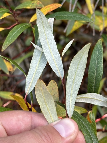 Image of Salix drummondiana by no rights reserved