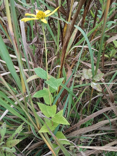 Heliopsis helianthoides