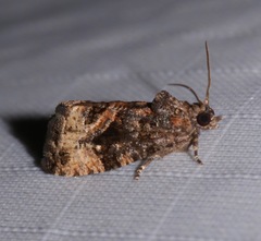 Gymnandrosoma punctidiscanum