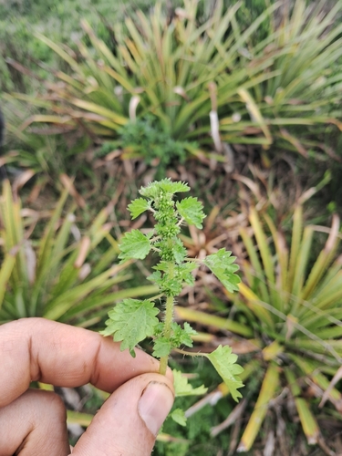 Image of Urtica Circularis (Urtica circularis) by (c) Seba Fernández, some rights reserved (CC BY)