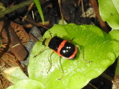 Paratriarius adonis
