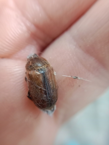 Amphimallon ruficorne
