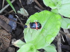 Paratriarius adonis
