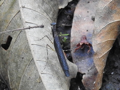 Thrinaconyx