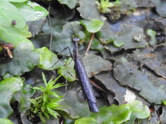 Thrinaconyx