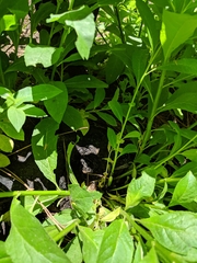 Valeriana occidentalis