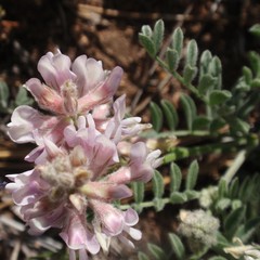Astragalus andersonii