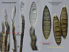 Pseudospiropes simplex