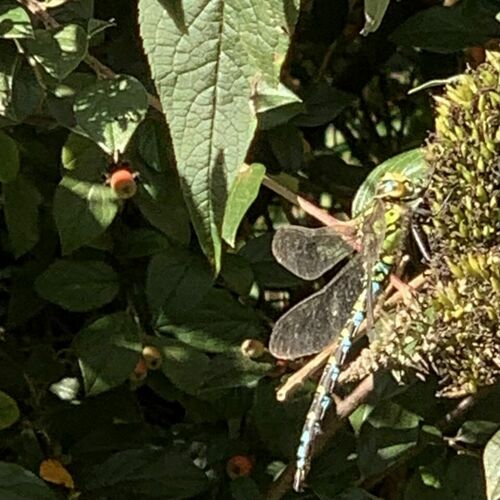 Southern hawker